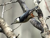 White-Breasted Nuthatch He can stand out from the limb because of his extra long back toe.